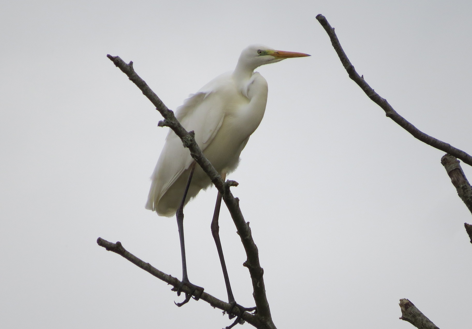 Great White Egret