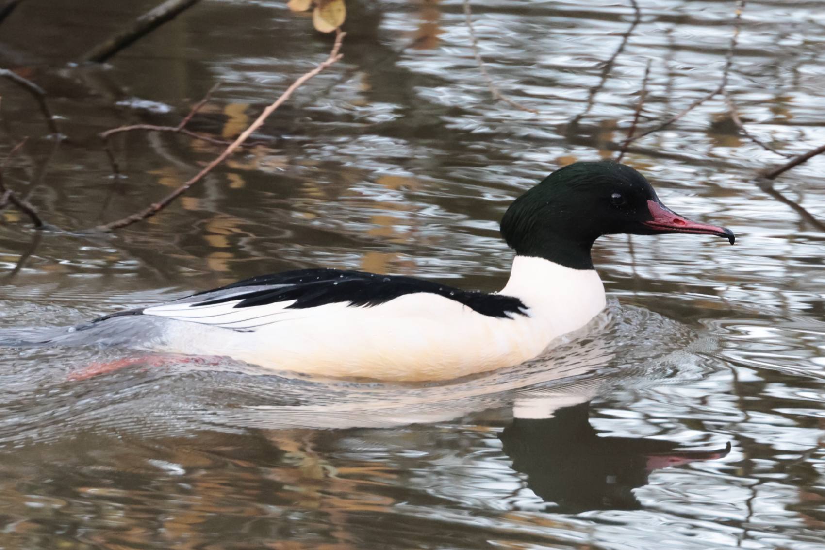 Goosander