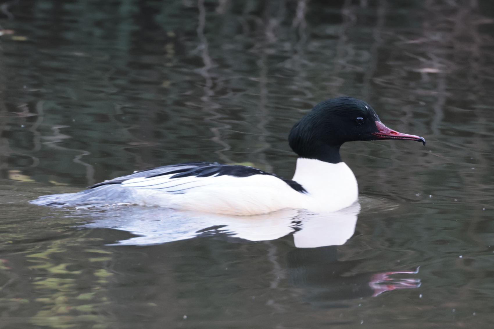 Goosander