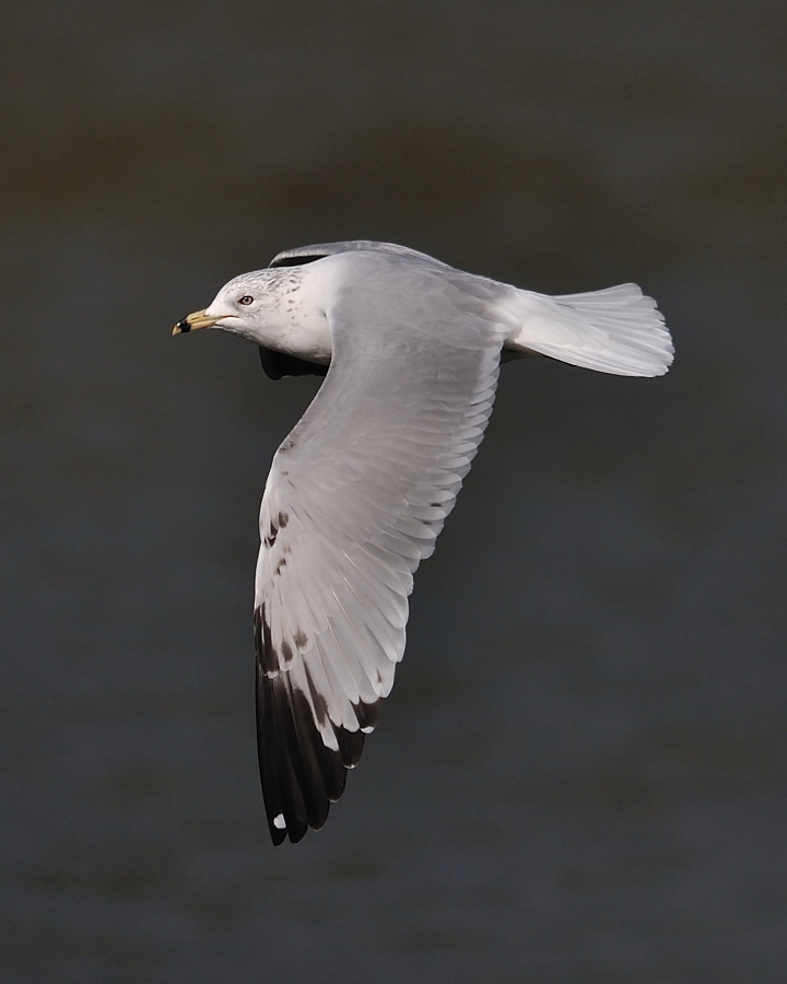 Ring-billed Gull