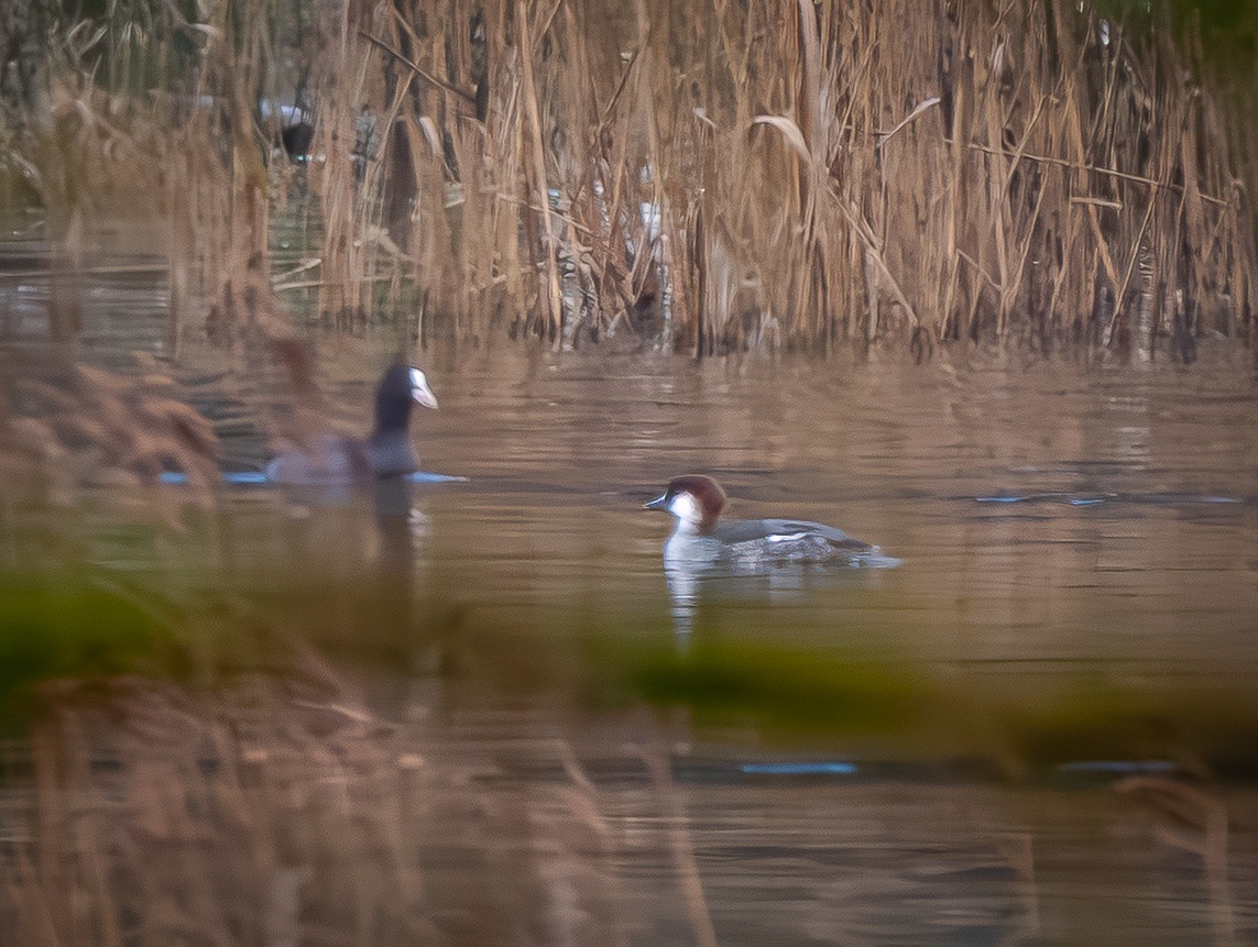 Smew