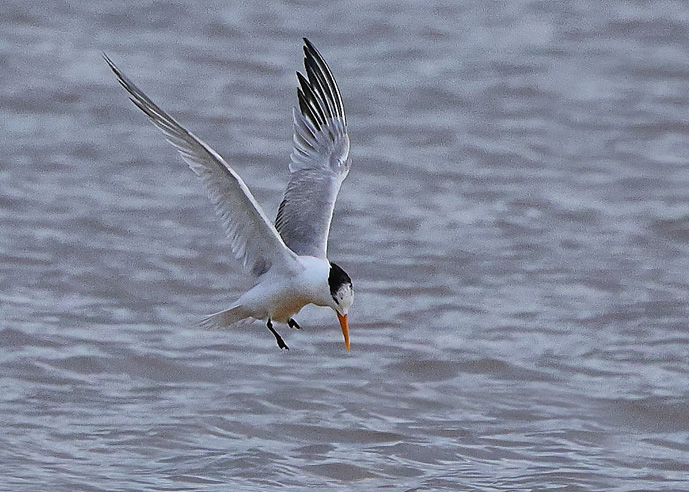 Lesser Crested Tern