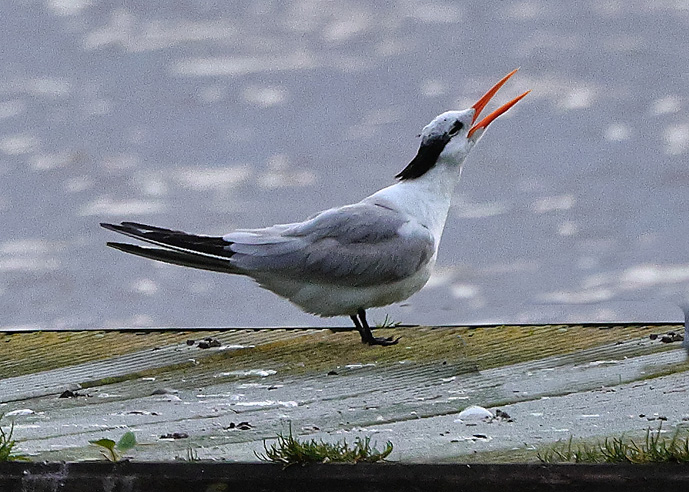 Lesser Crested Tern