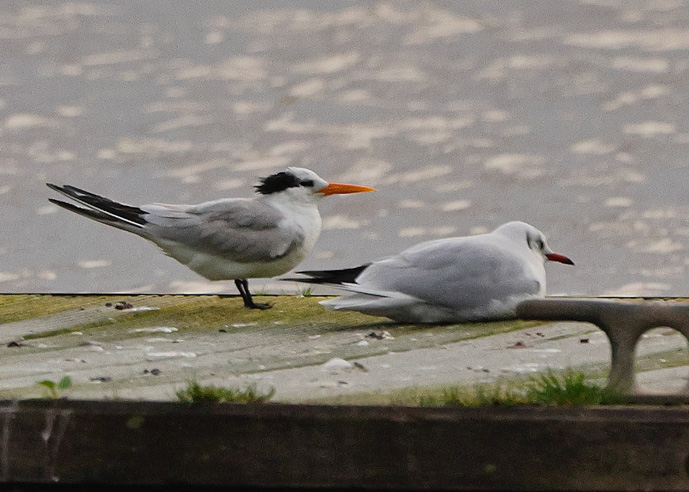 Lesser Crested Tern