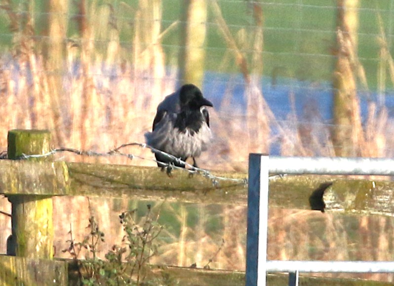 Hooded Crow