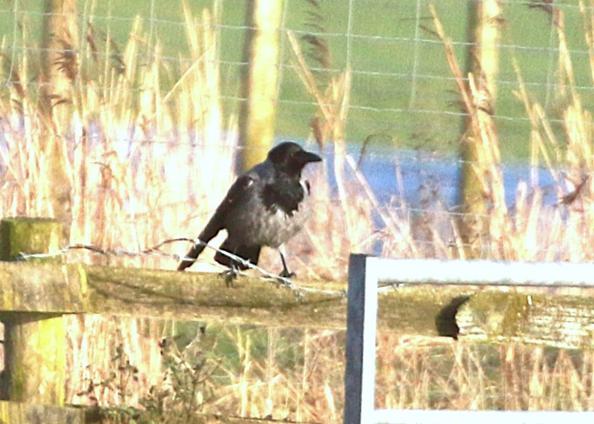 Hooded Crow