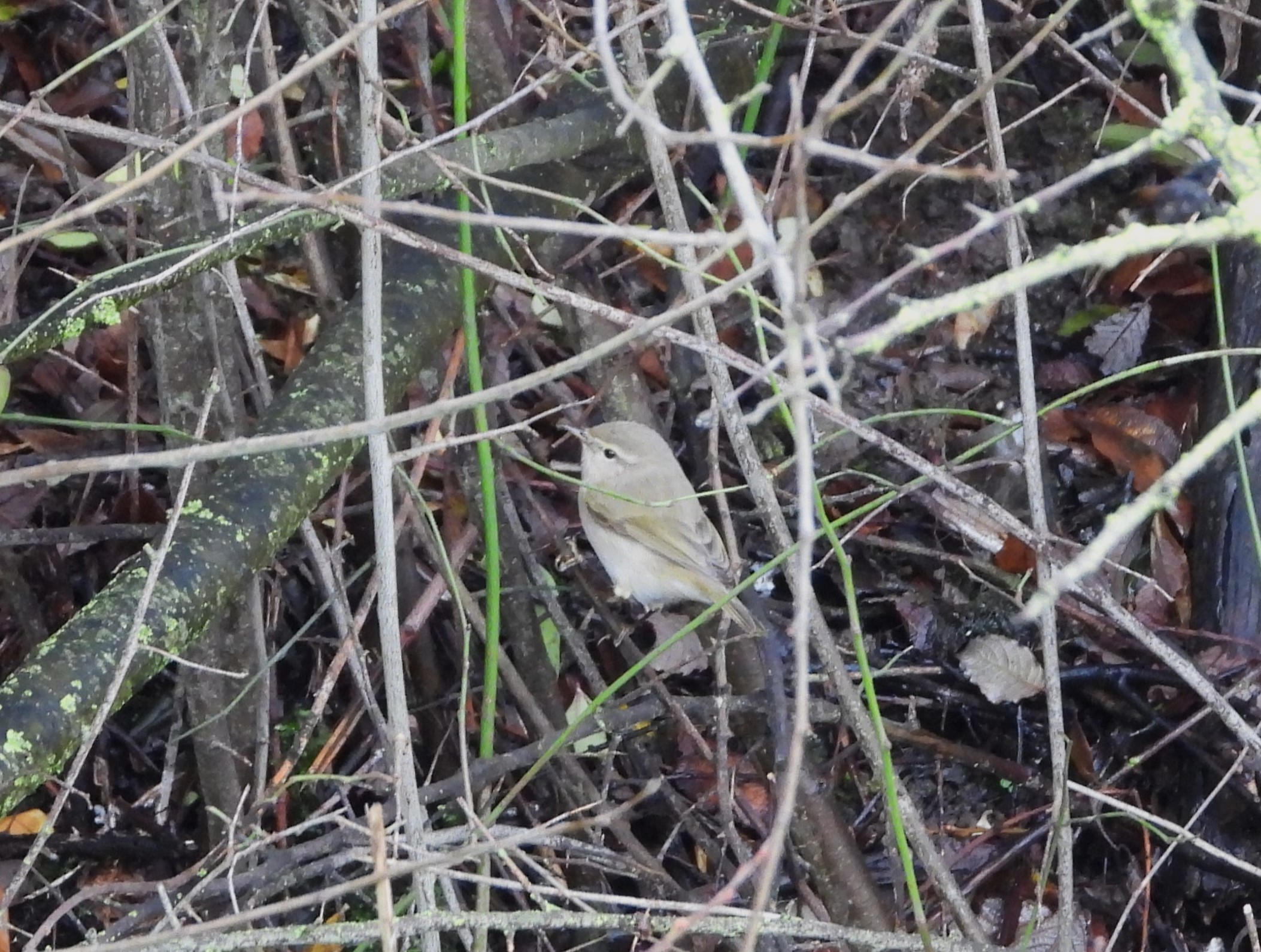 Siberian Chiffchaff