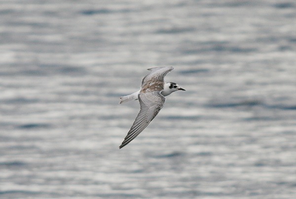 White-winged Black Tern