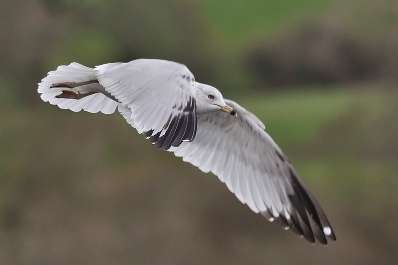 Ring-billed Gull