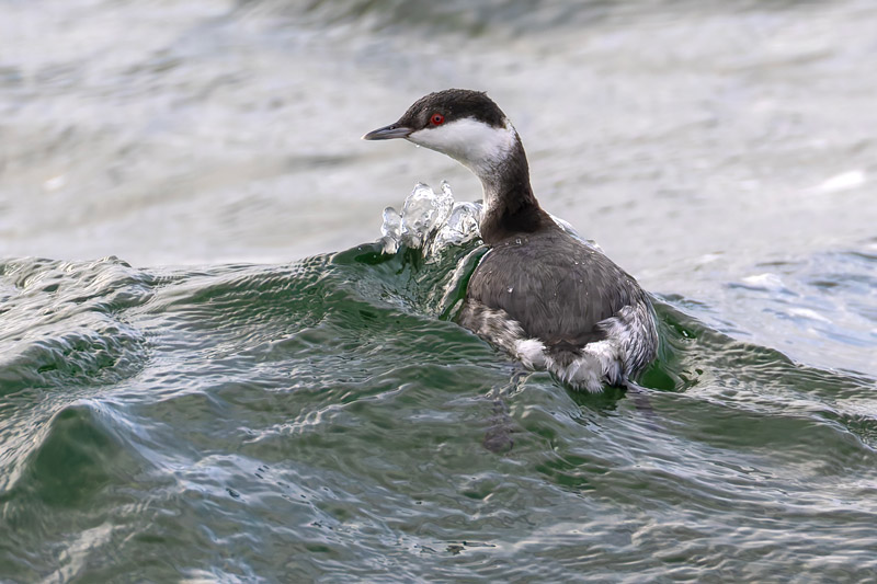 Slavonian Grebe