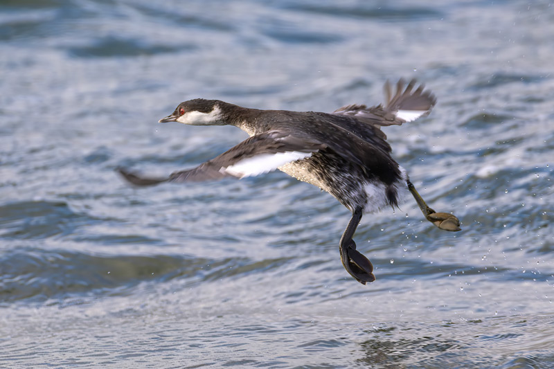 Slavonian Grebe