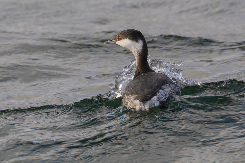 Slavonian Grebe