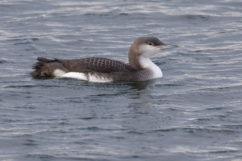 Black-throated Diver