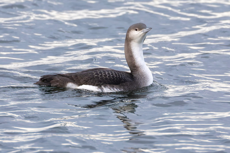 Black-throated Diver