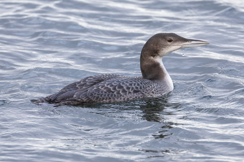 Great Northern Diver