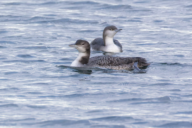 Juvenile Great Northern and juvenile Black-throated Diver