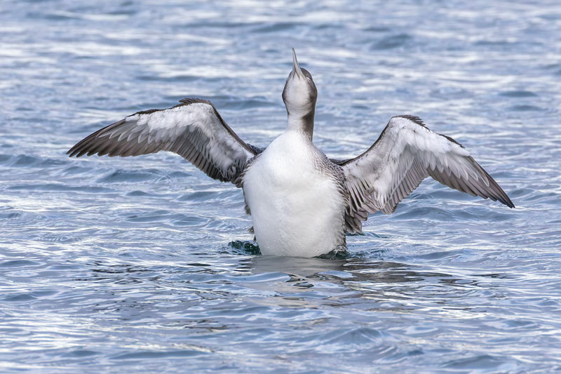 Great Northern Diver