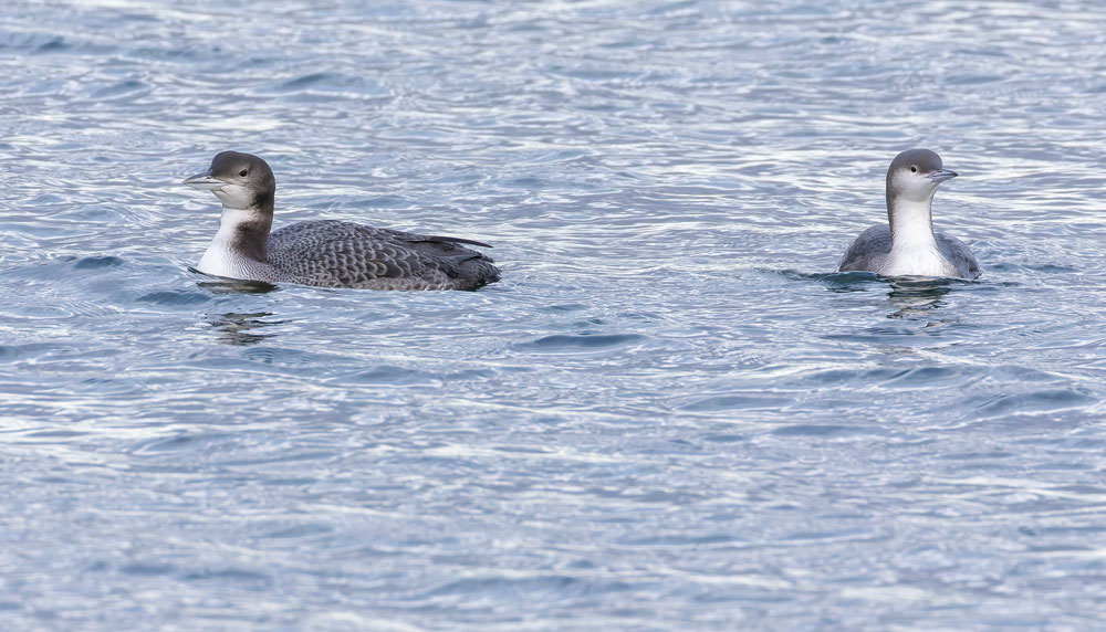 Juvenile Great Northern and  juvenile Black-throated Diver