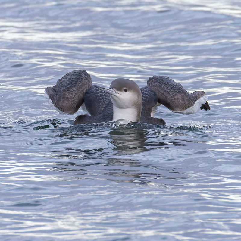 Black-throated Diver