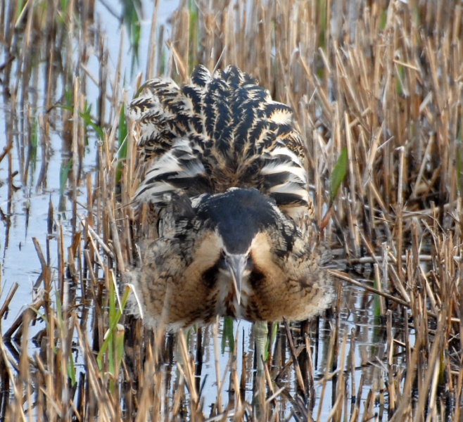 Bittern