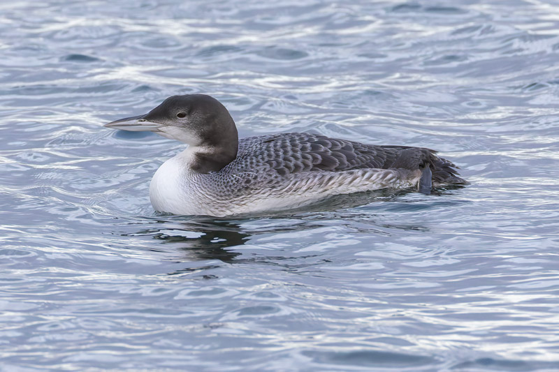 Great Northern Diver