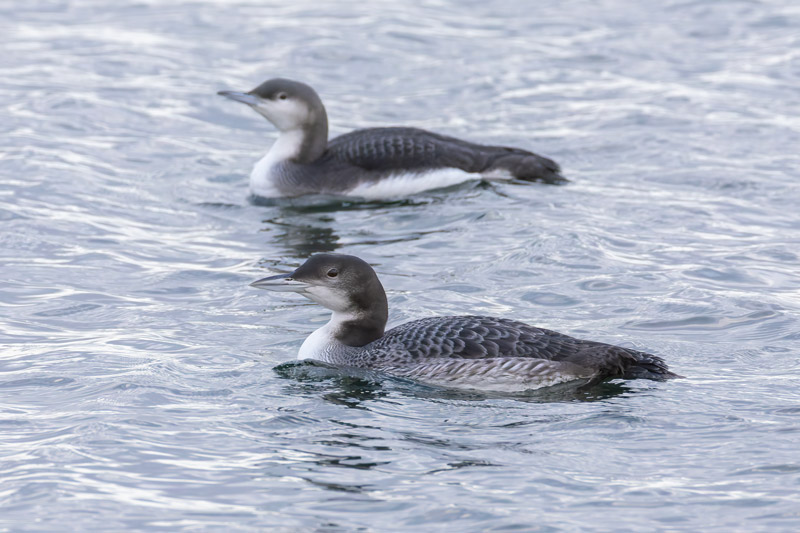 Great Northern Diver
