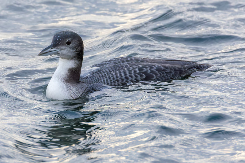 Great Northern Diver