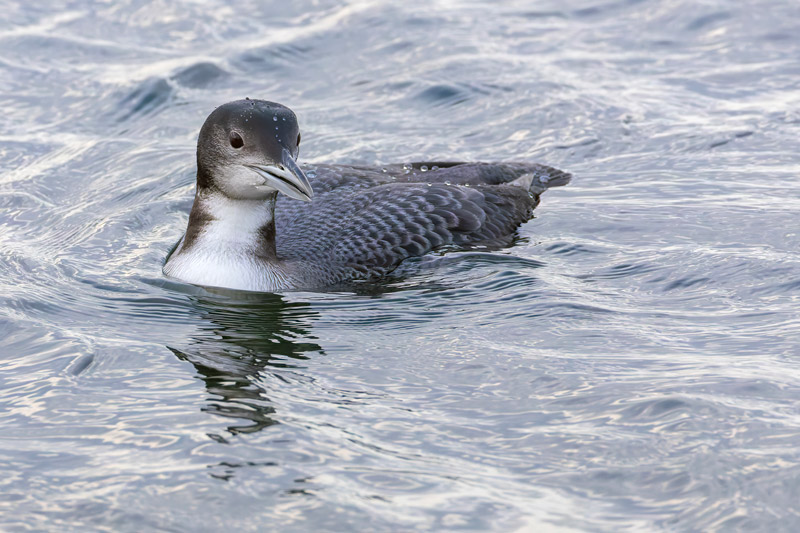 Great Northern Diver