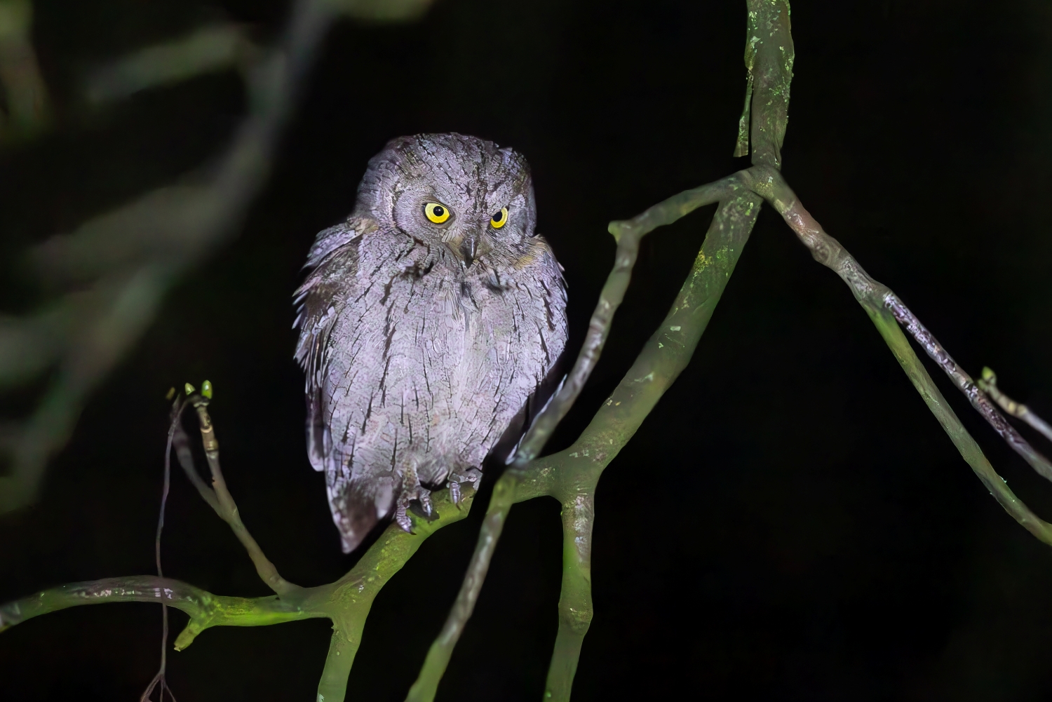 Scops Owl