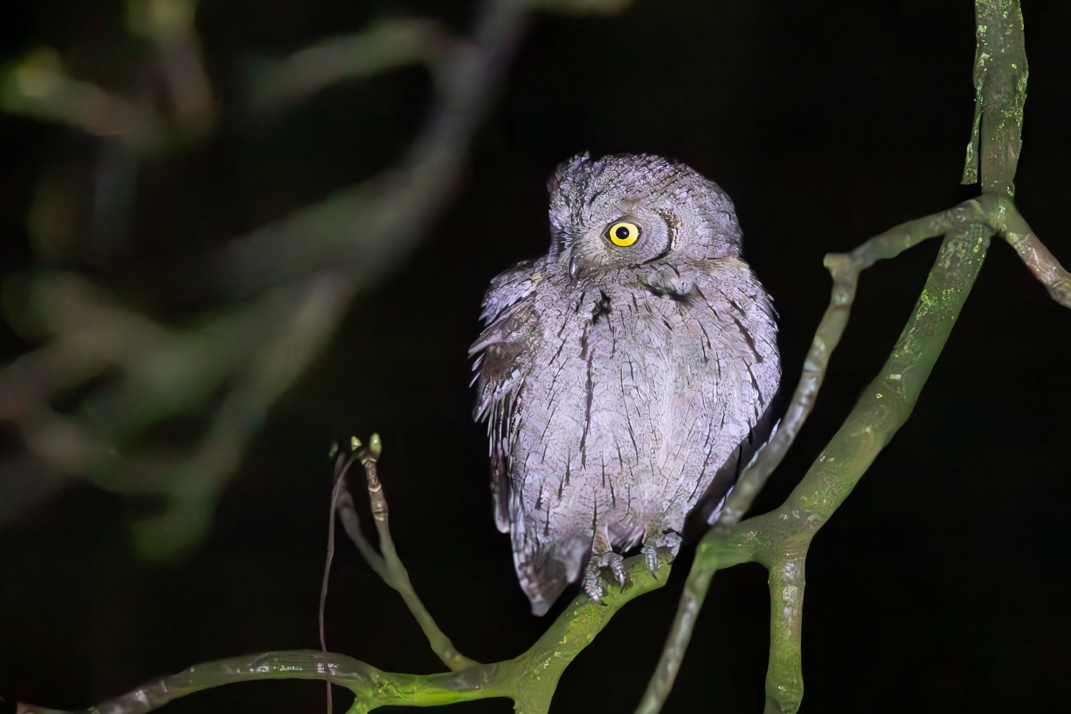 Scops Owl