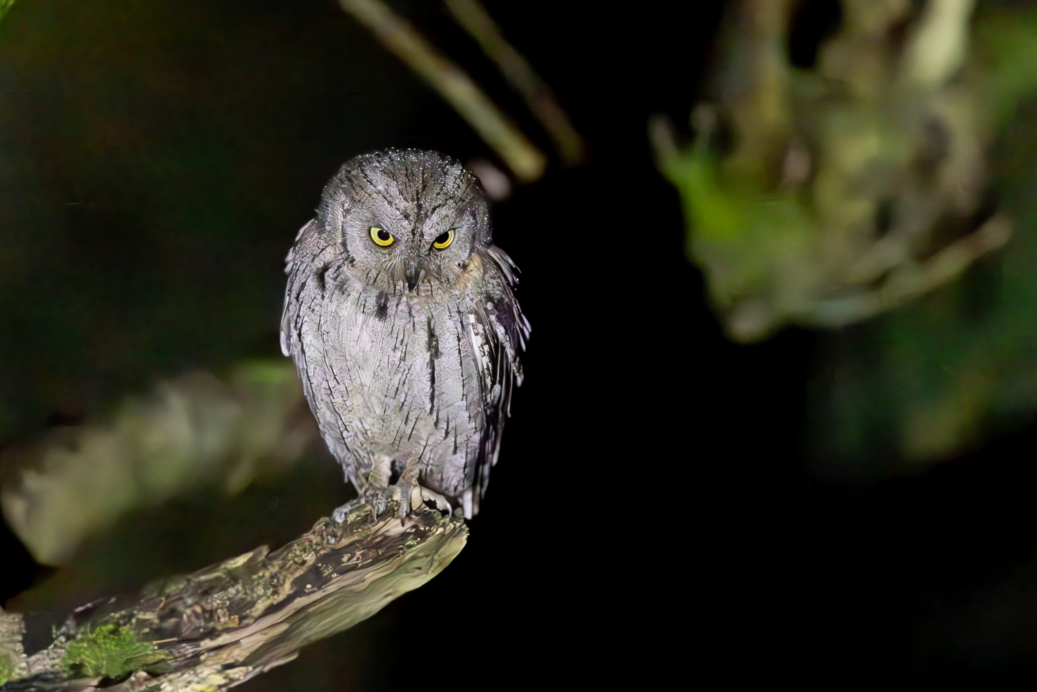 Scops Owl