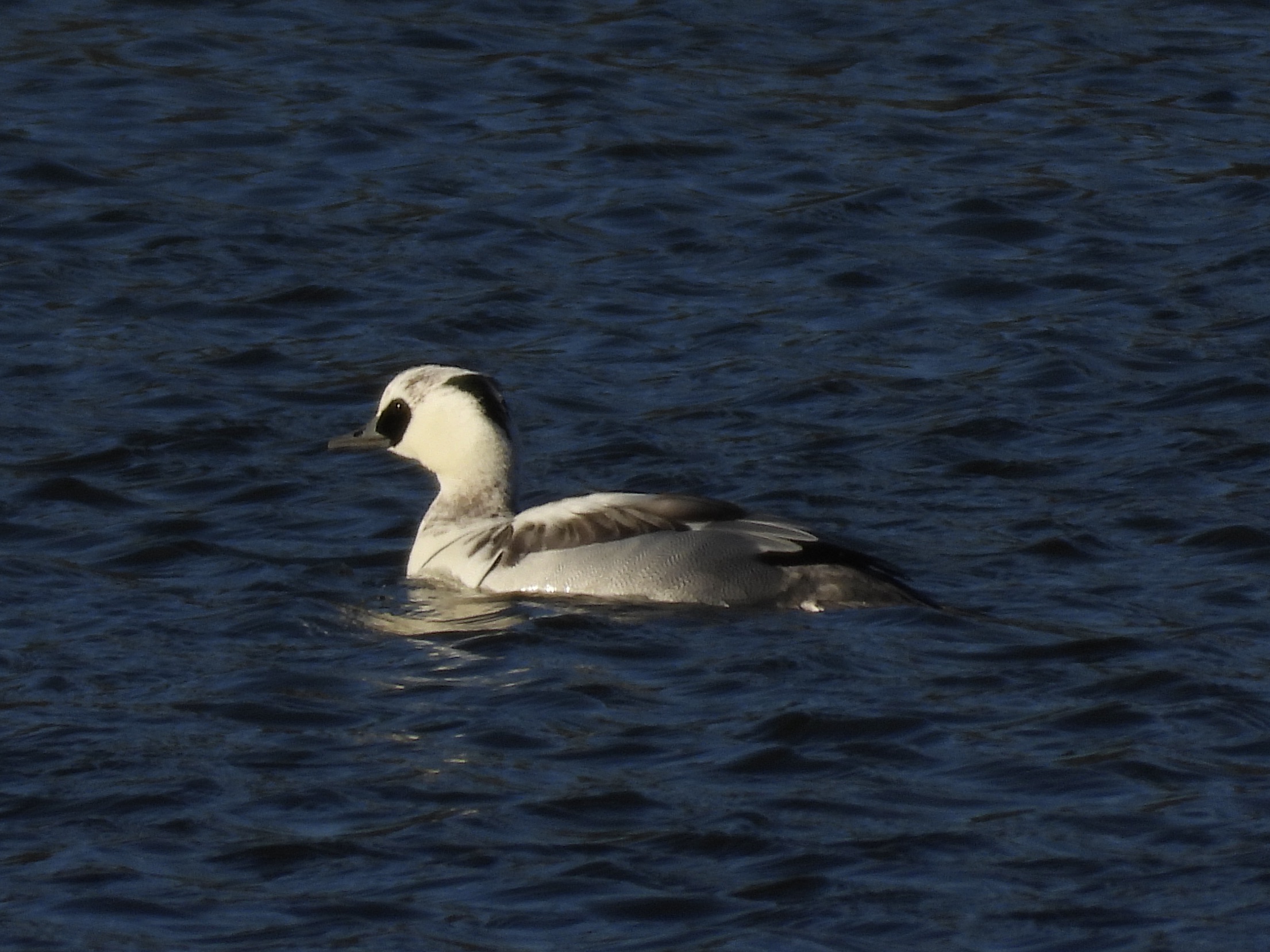 Smew