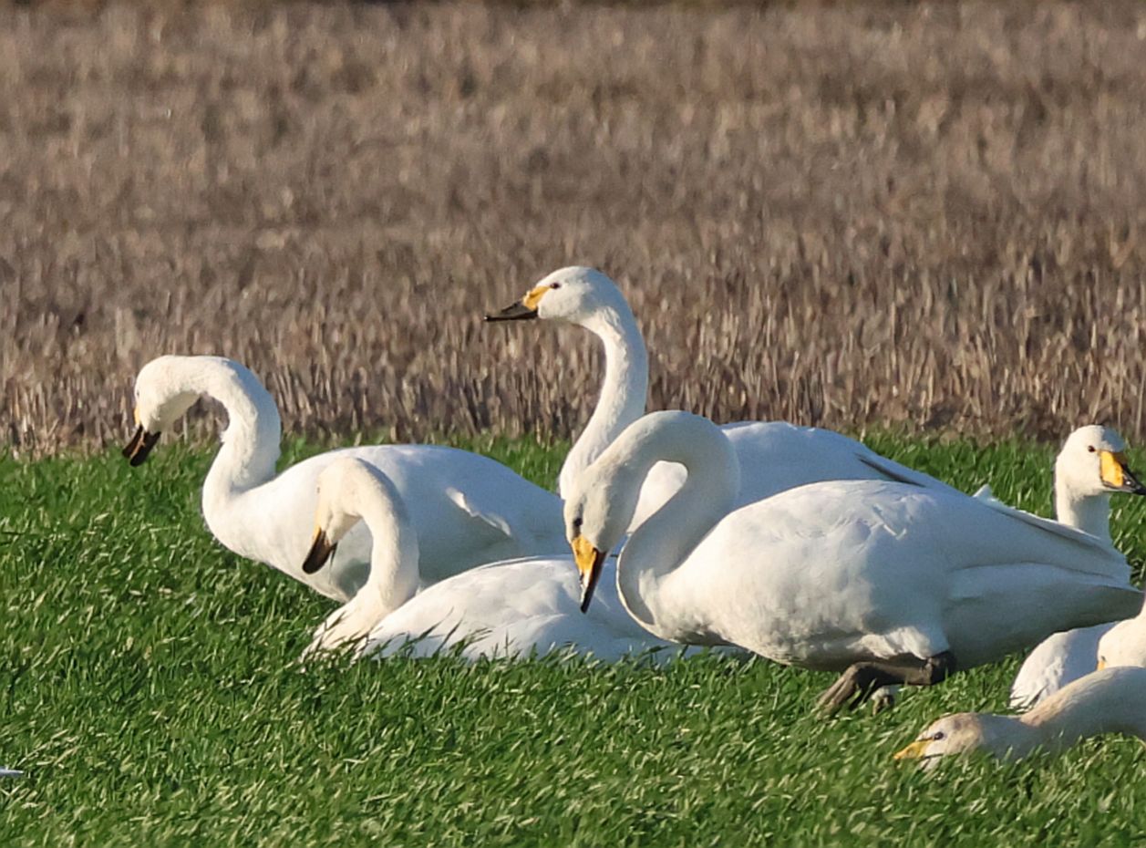 Bewick's Swan