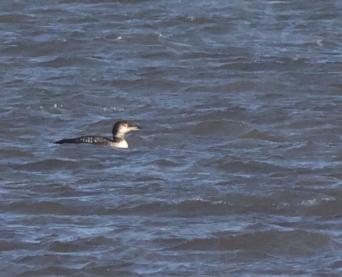 Great Northern Diver