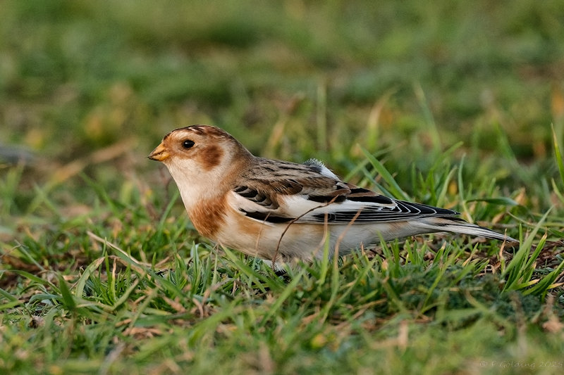 Snow Bunting