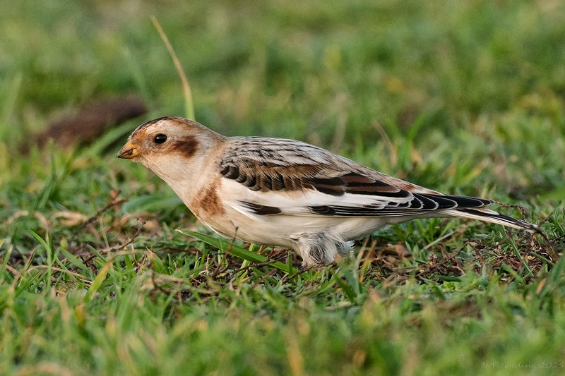 Snow Bunting
