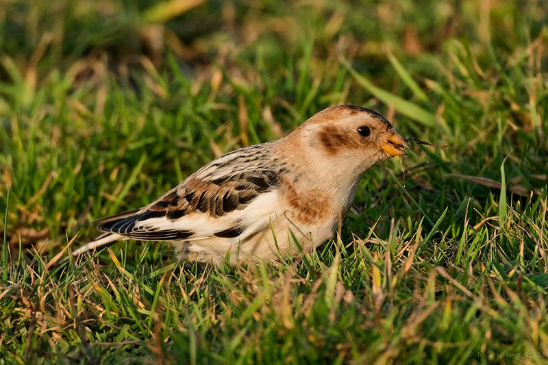 Snow Bunting