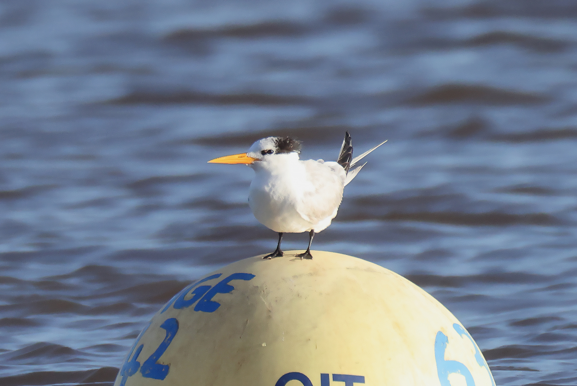 Lesser Crested Tern