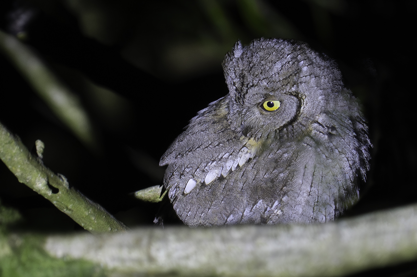 Scops Owl