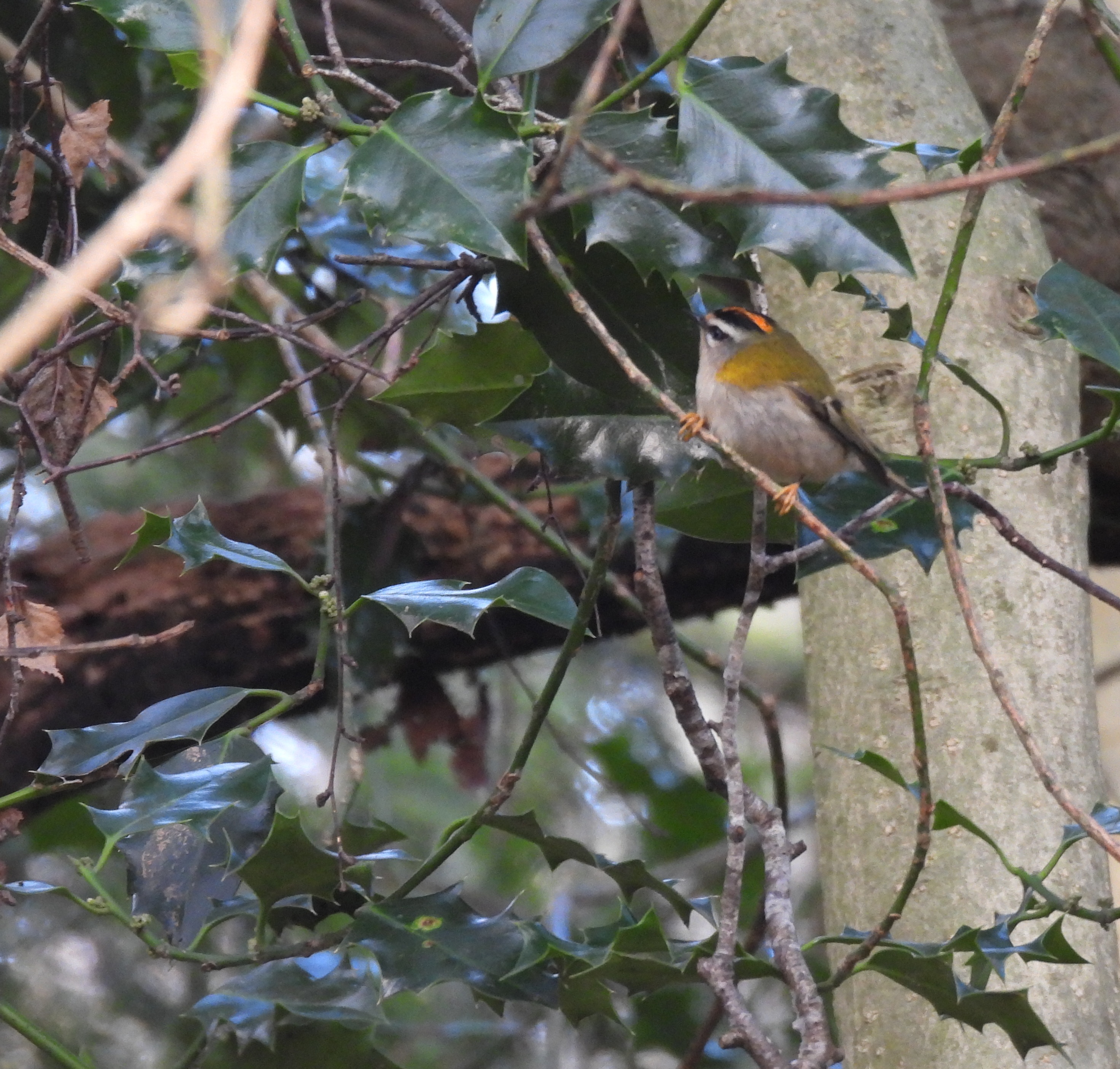 Firecrest 