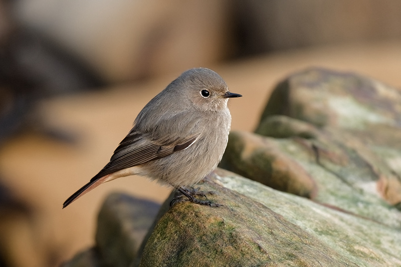 Black Redstart