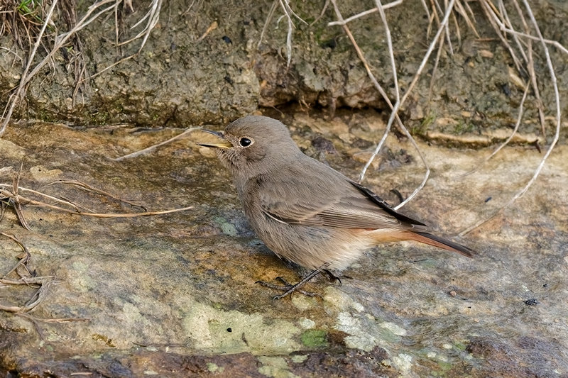 Black Redstart
