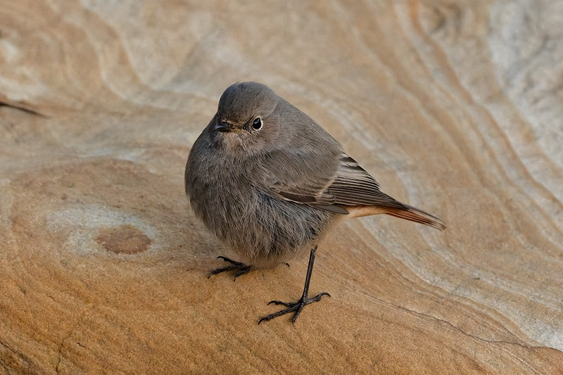 Black Redstart