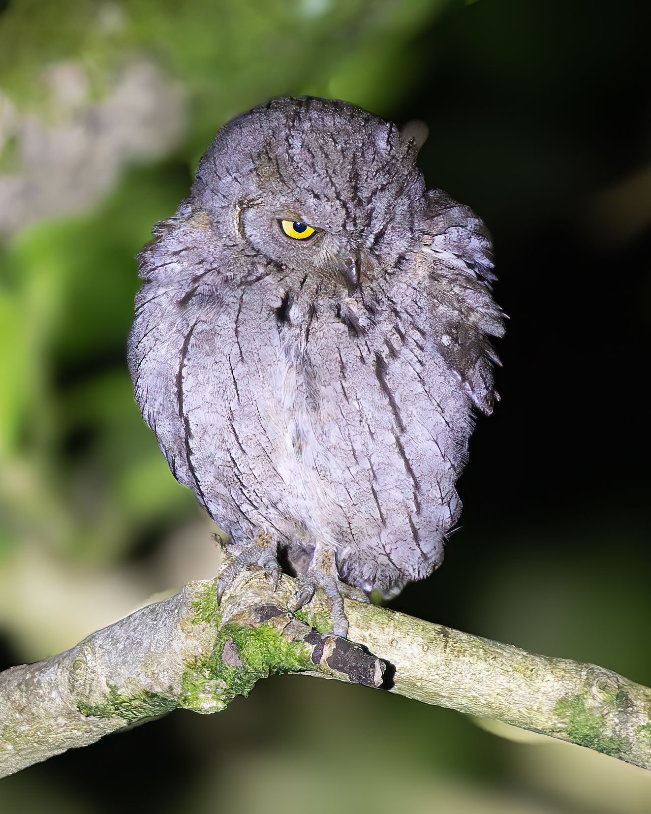 Scops Owl