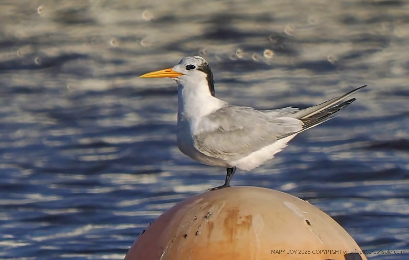 Lesser Crested Tern
