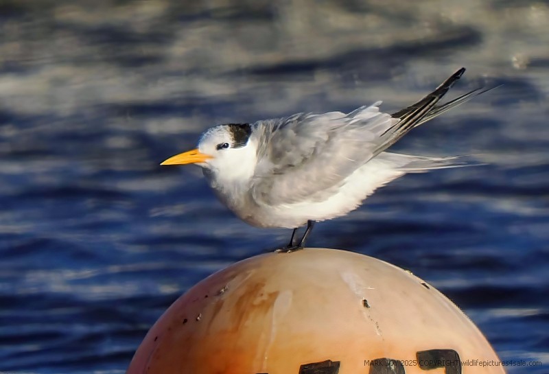 Lesser Crested Tern