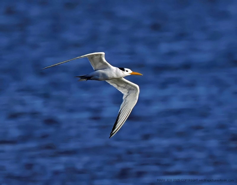 Lesser Crested Tern