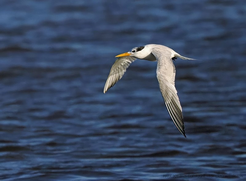Lesser Crested Tern