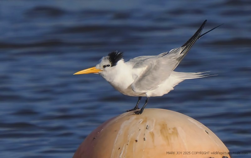 Lesser Crested Tern