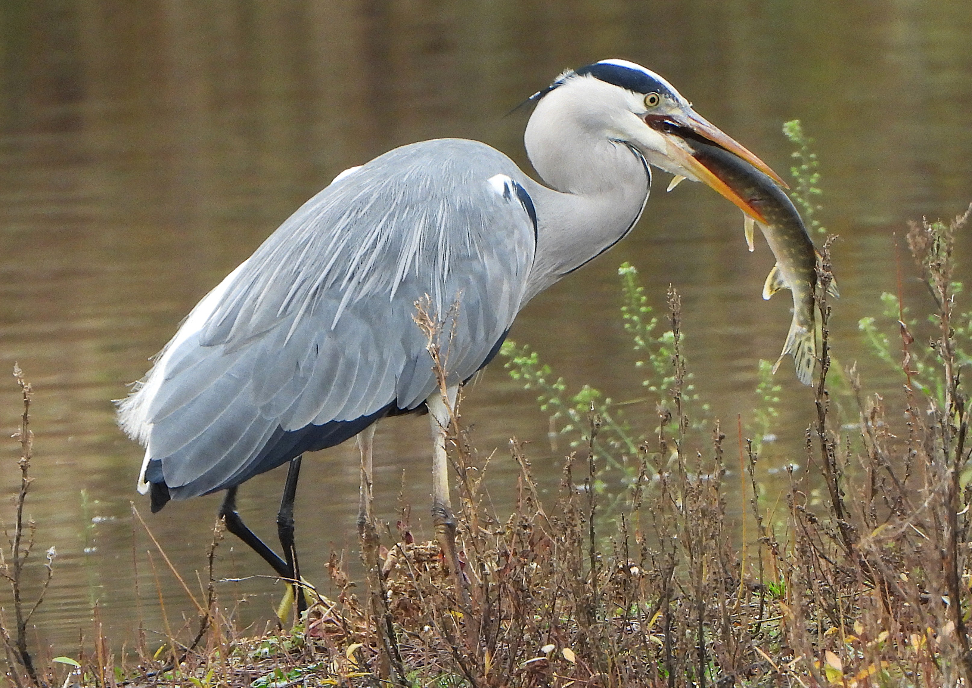 Grey Heron